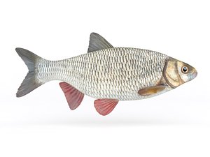 Ide Fish