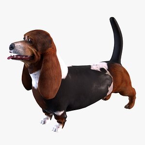 Basset Hound
