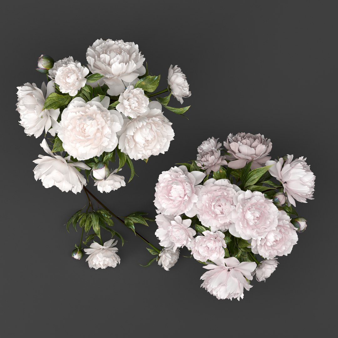 bouquet white pink peony model https://p.turbosquid.com/ts-thumb/Ql/pvue1A/VP1a29lS/preview3/jpg/1591722329/1920x1080/fit_q87/4a22be87496a5c27d2213cff3a37d4f15bd767f3/preview3.jpg