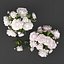 Bouquet of white and pink peony