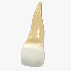 human teeth upper lateral 3D model