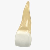 Human Teeth Upper Lateral Incisor