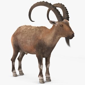 Alpine Ibex Fur