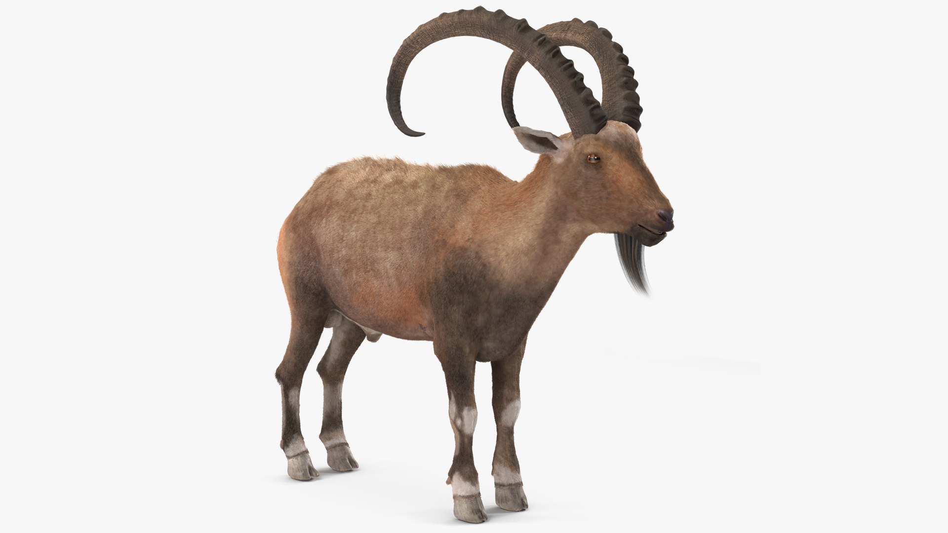 Alpine Ibex Fur 3D model preview