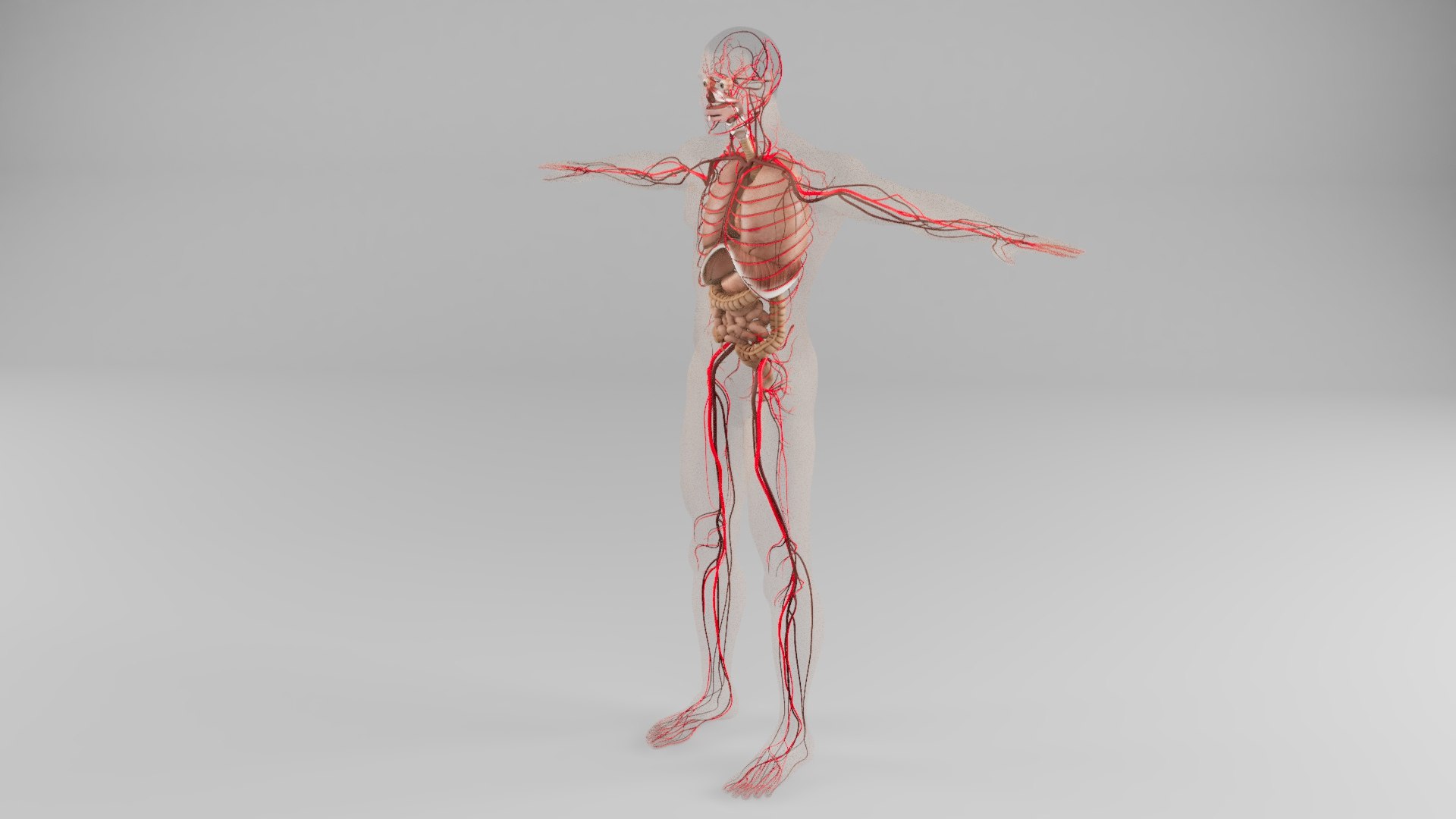 3D Male Respiratory System https://p.turbosquid.com/ts-thumb/Qm/1SsLGq/zj/male_respiratory_system_03/jpg/1673699525/1920x1080/fit_q87/45300ad63261be890b8704cd8654c50263c852db/male_respiratory_system_03.jpg