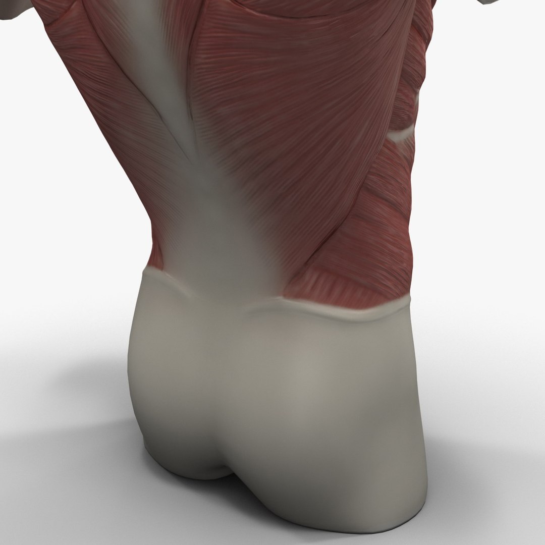 torso muscles 3ds https://p.turbosquid.com/ts-thumb/Qm/3Zb7Aj/6Tzyg2ZS/torsomuscles_18/jpg/1377579789/1920x1080/fit_q87/8dab5f88ed86cabb8926f30fa7ce6588df51799c/torsomuscles_18.jpg