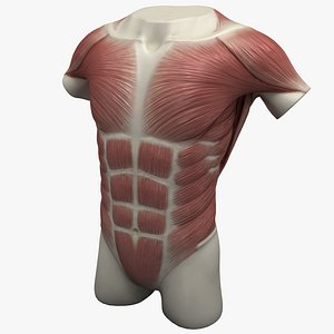 torso muscles 3ds