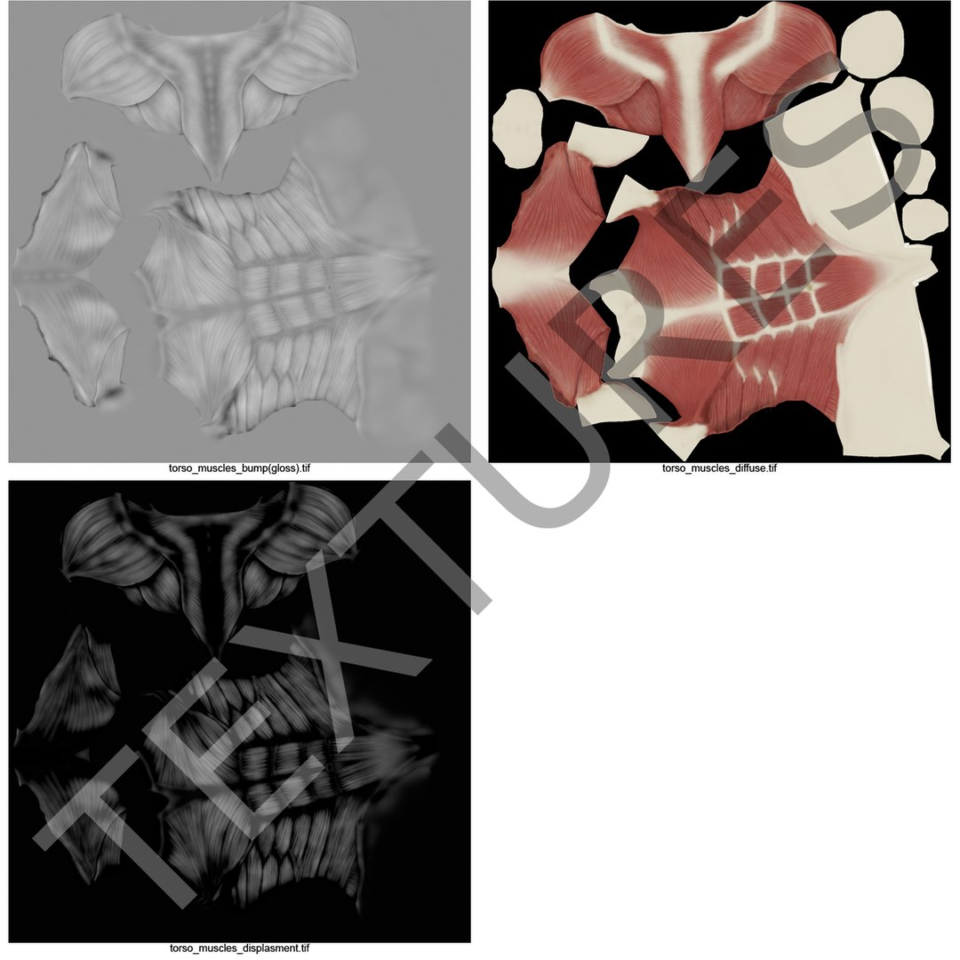 torso muscles 3ds https://p.turbosquid.com/ts-thumb/Qm/3Zb7Aj/Ywa9WvdC/torsomuscles_4/jpg/1377579707/1920x1080/fit_q87/959d8fcf8b5b8ccdb9e6b14a1aa21cfa5f93cc22/torsomuscles_4.jpg