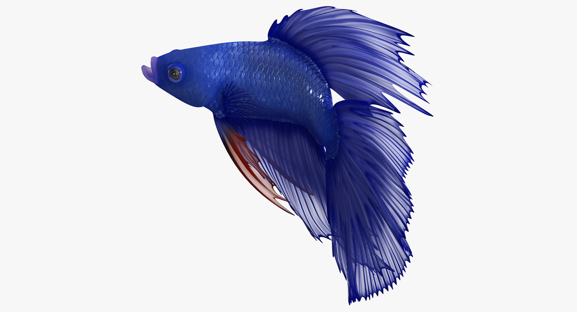 Blue Betta Fish Rigged for Cinema 4D(1) 3D model preview