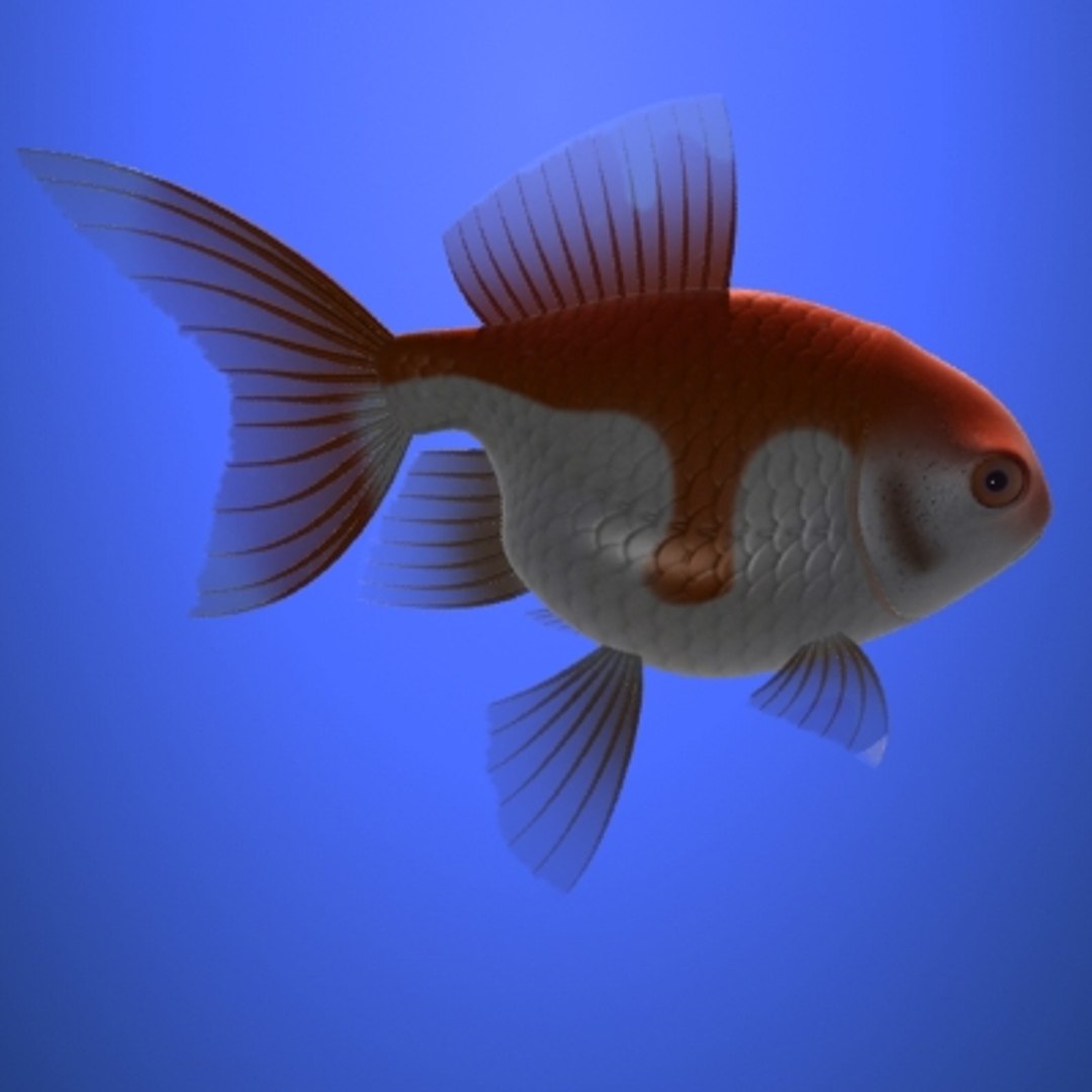 3dsmax goldfish https://p.turbosquid.com/ts-thumb/Qm/4f4qjl/8wjjBtAA/pre3/jpg/1242214038/1920x1080/fit_q87/ad30965696808470740cc377c9eed4b78c2976c2/pre3.jpg