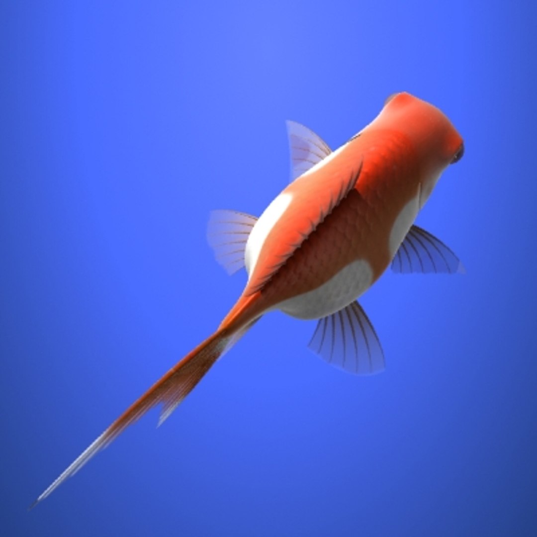 3dsmax goldfish https://p.turbosquid.com/ts-thumb/Qm/4f4qjl/RLQXK6ga/pre2/jpg/1242214032/1920x1080/fit_q87/19109eb8b956f6c2c99aa97afa79ea48a5491c9a/pre2.jpg