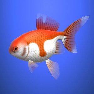 Goldfish
