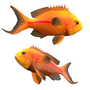 One strip Anthias Fish model