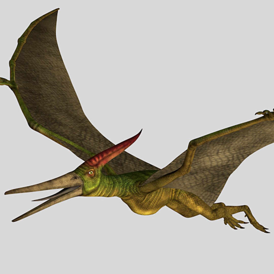 3d Pteranodon Wild Prehistoric Model