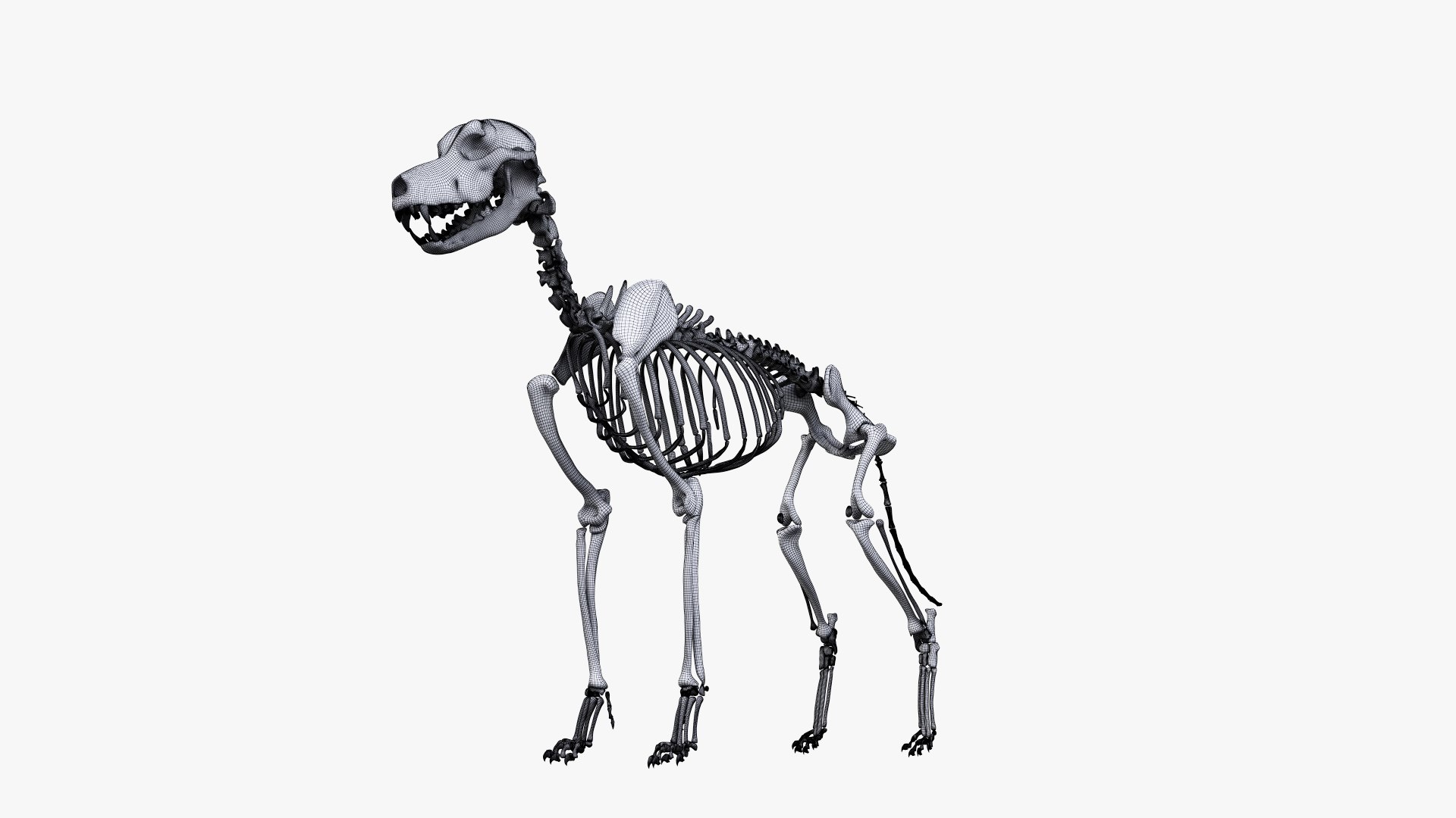 Skin skeleton nerves model - TurboSquid 1449558