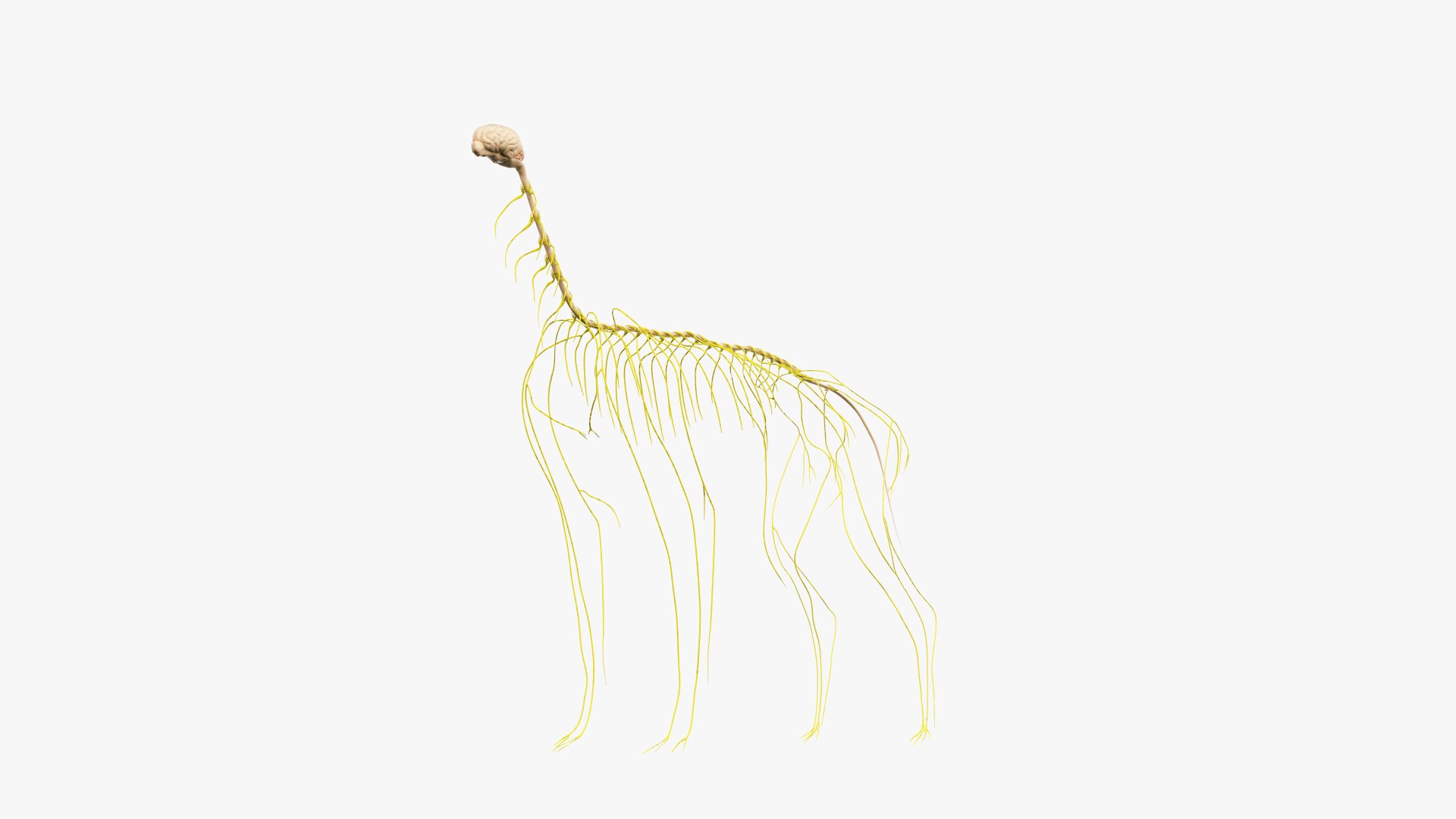 Skin skeleton nerves model - TurboSquid 1449558