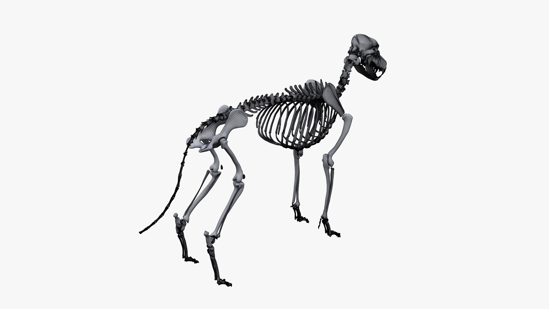 Skin skeleton nerves model - TurboSquid 1449558