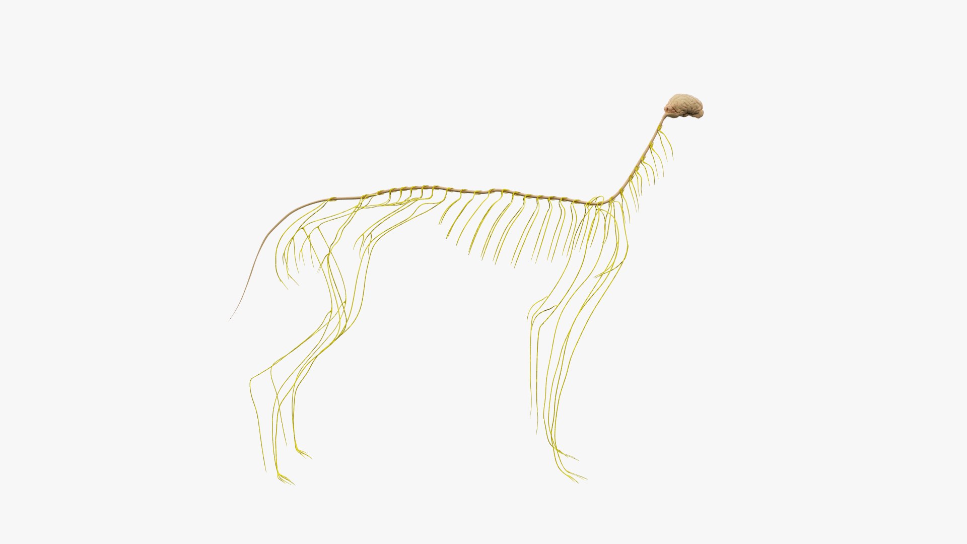 Skin skeleton nerves model - TurboSquid 1449558