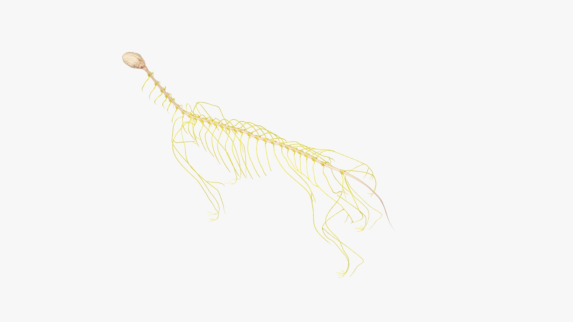 Skin skeleton nerves model - TurboSquid 1449558