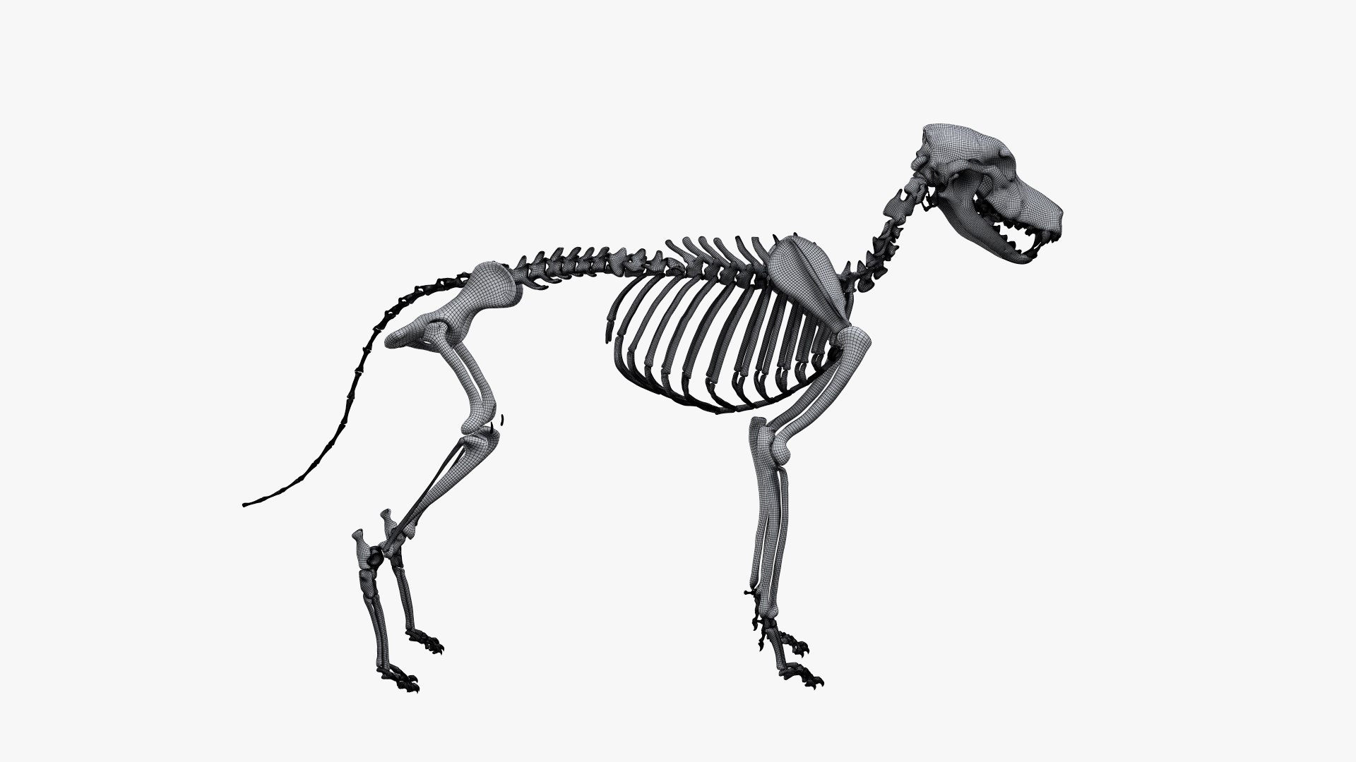 Skin skeleton nerves model - TurboSquid 1449558