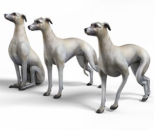3D rigged whippet dog