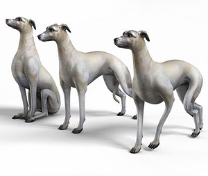 Rigged and animated whippet dog