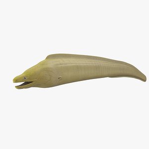 Moray Eel