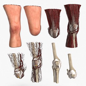 Human Knee Joint Anatomy 3D model