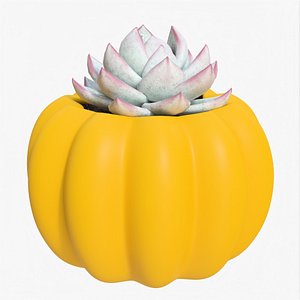 3D Succulent 02 a
