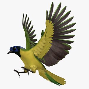 Cyanocorax Yncas 'Green Jay'