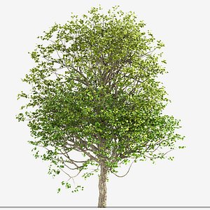 Set of Tilia Platyphyllos or Large-Leaved Linden Trees 3D model