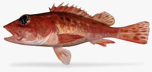 speckled scorpionfish 3D