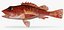Speckled Scorpionfish
