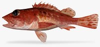 Speckled Scorpionfish