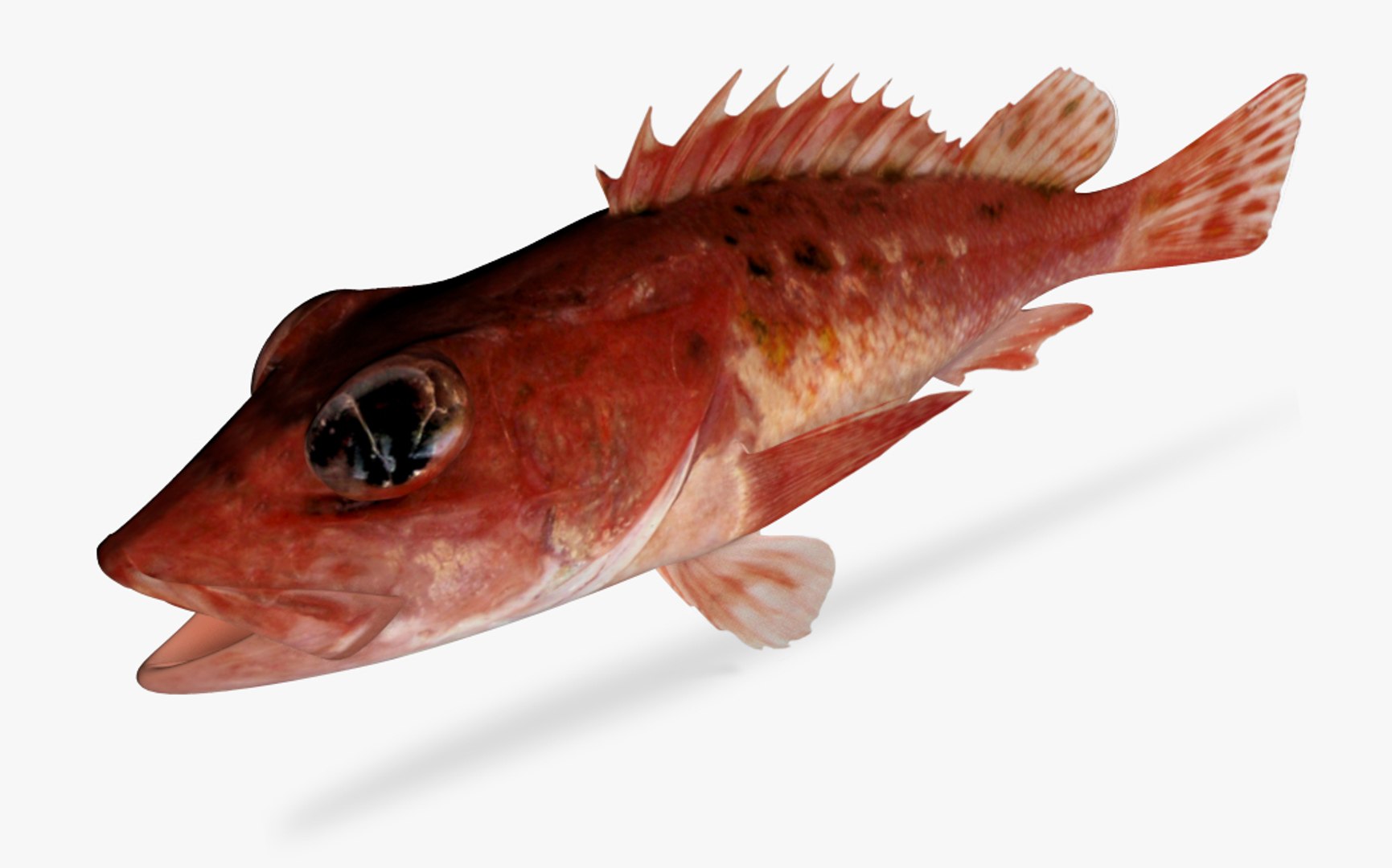 speckled scorpionfish 3D https://p.turbosquid.com/ts-thumb/Qn/16fZN9/krOFFnaQ/3/jpg/1497163825/1920x1080/fit_q87/e402100a66c1cf15d85a498ce8998ffe1fdbcab6/3.jpg