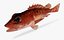 Speckled Scorpionfish