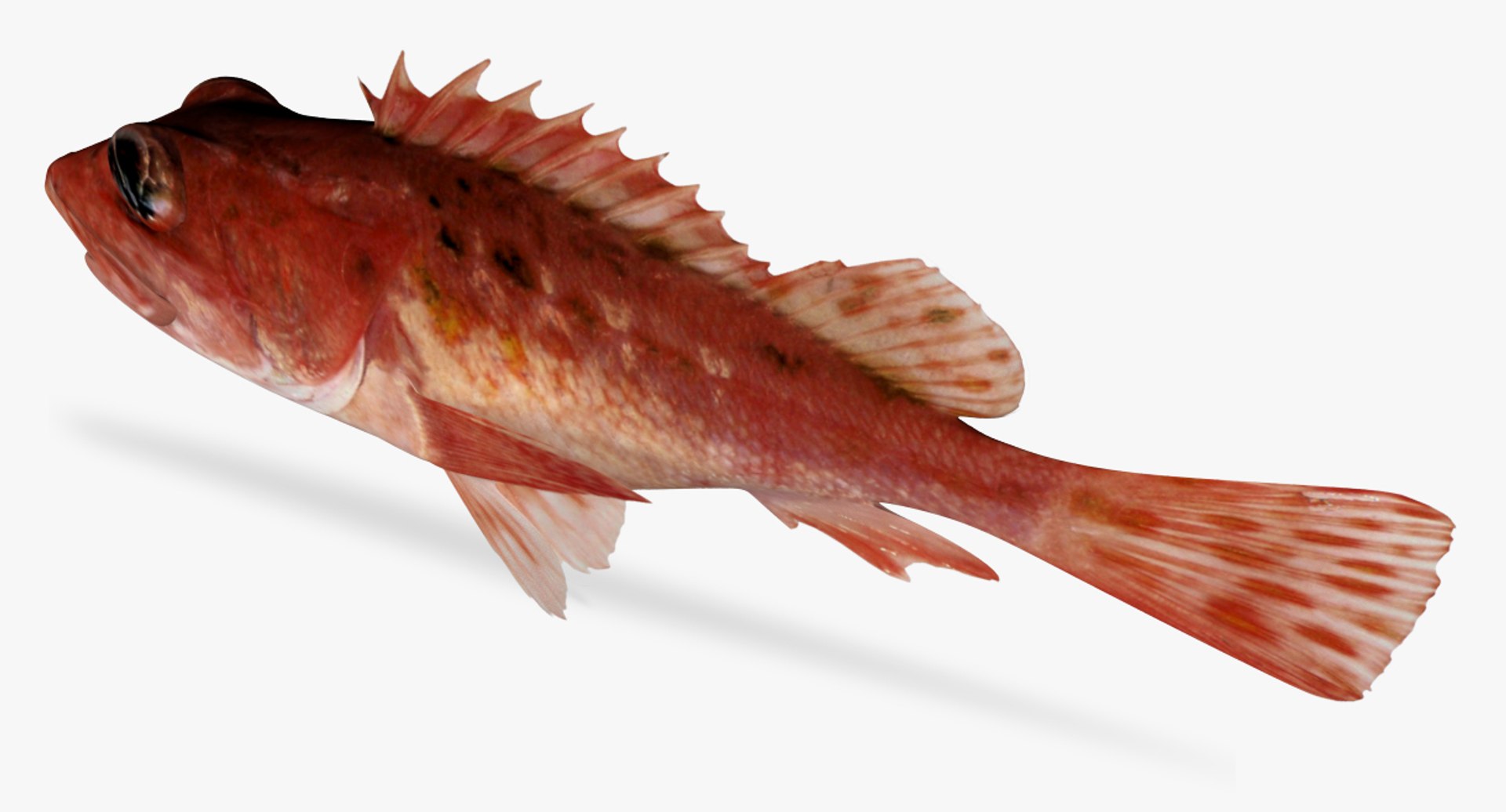speckled scorpionfish 3D https://p.turbosquid.com/ts-thumb/Qn/16fZN9/lSID0CBN/4/jpg/1497163825/1920x1080/fit_q87/a7e1978b2945aadcb14bd6404efb8837260aed96/4.jpg