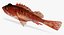 Speckled Scorpionfish