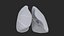 3D Lungs model
