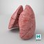 3D Lungs model