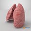 3D Lungs model