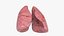 3D Lungs model