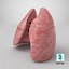3D Lungs model