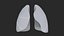 3D Lungs model