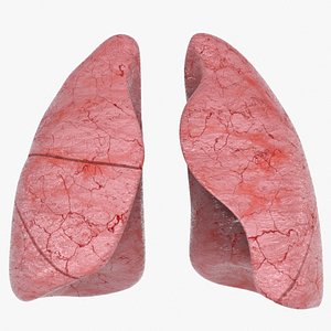 3D Lungs model