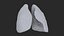 3D Lungs model