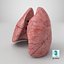 3D Lungs model
