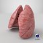 3D Lungs model