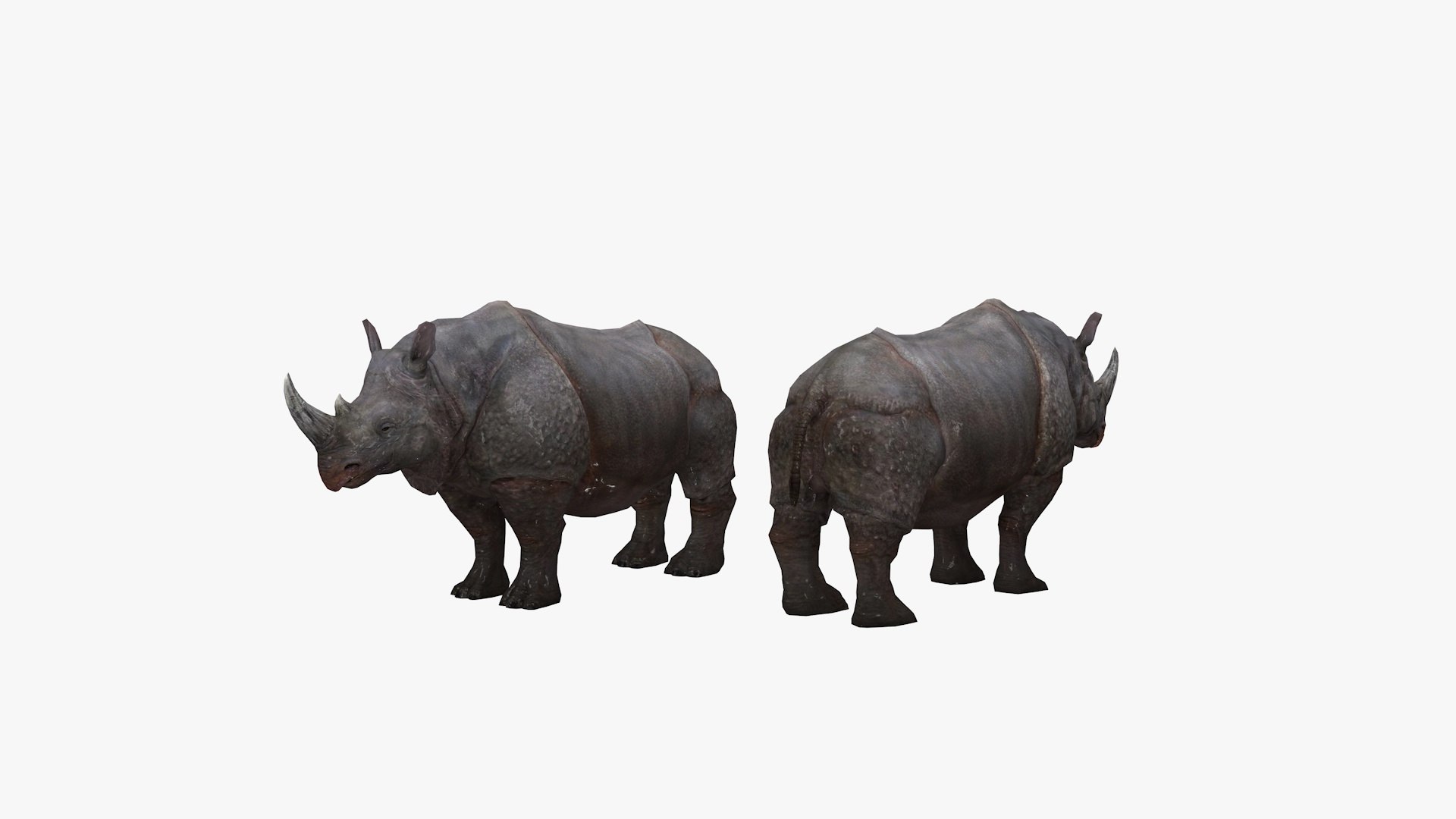 3D Model Rhino TurboSquid 1853814