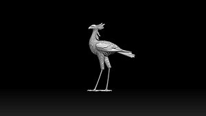 bird secretary 3D